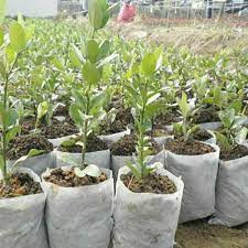 Planting-seedling-Bags-Non-Woven-Kenya-allizz-packagings3